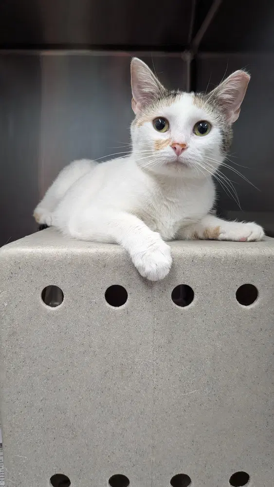 Goober - Domestic Short Hair