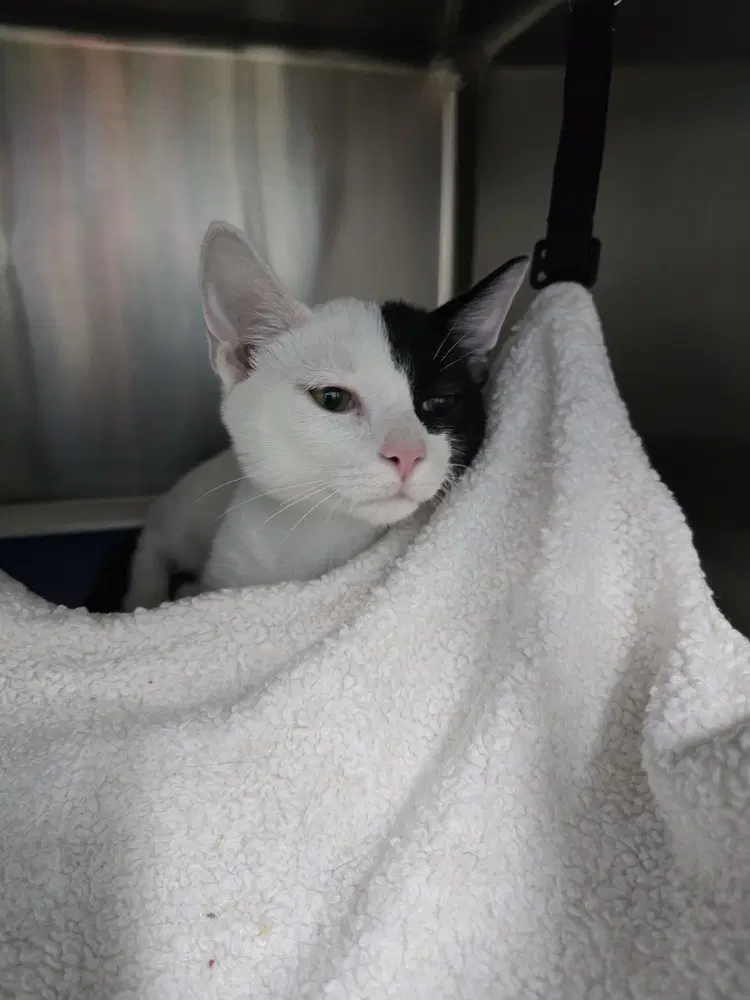 Jack Sparrow - Domestic Short Hair