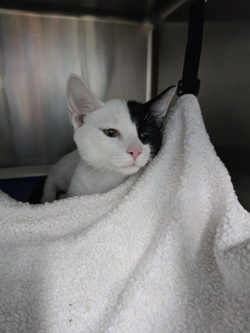 Jack Sparrow, a cat for adoption from It Takes A Village No-Kill Rescue