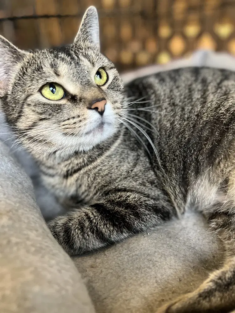 Abbi - Domestic Short Hair