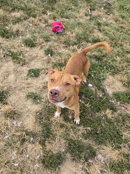 Kiba, a dog for adoption from It Takes A Village No-Kill Rescue