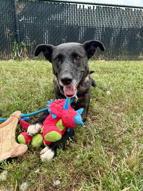 Zaxby, a dog for adoption from It Takes A Village No-Kill Rescue