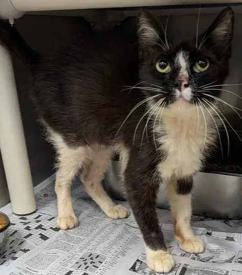 English - Domestic Short Hair
