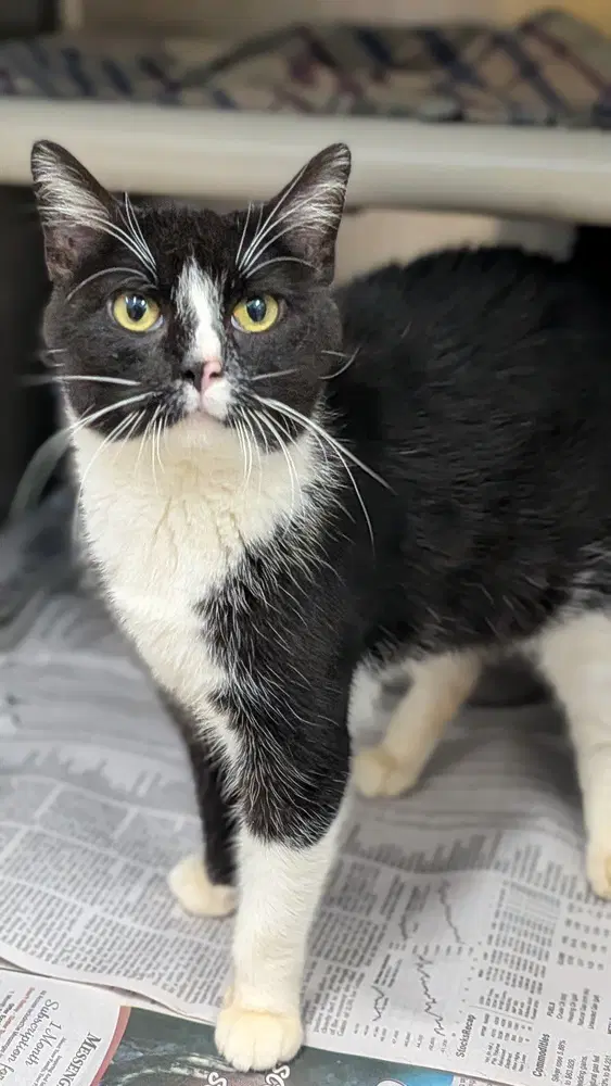 English - Domestic Short Hair