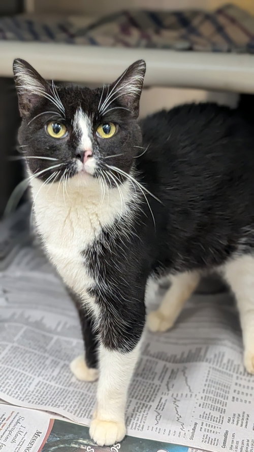 English, a cat for adoption from It Takes A Village No-Kill Rescue