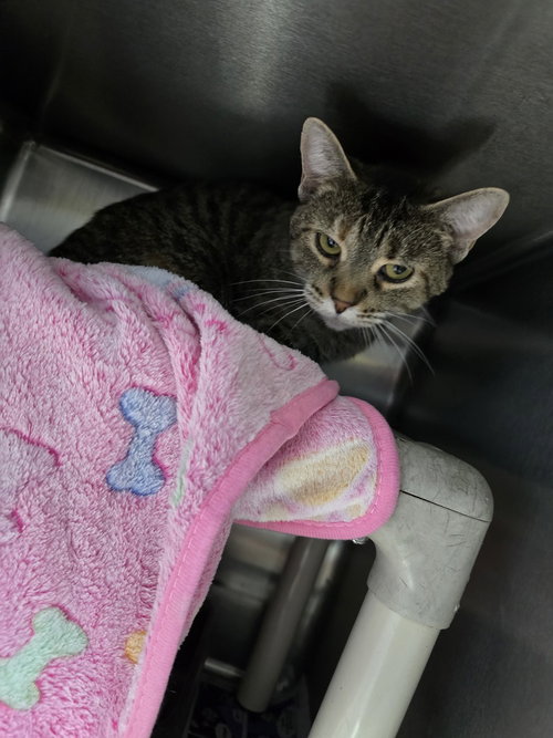 Trix, a cat for adoption from It Takes A Village No-Kill Rescue