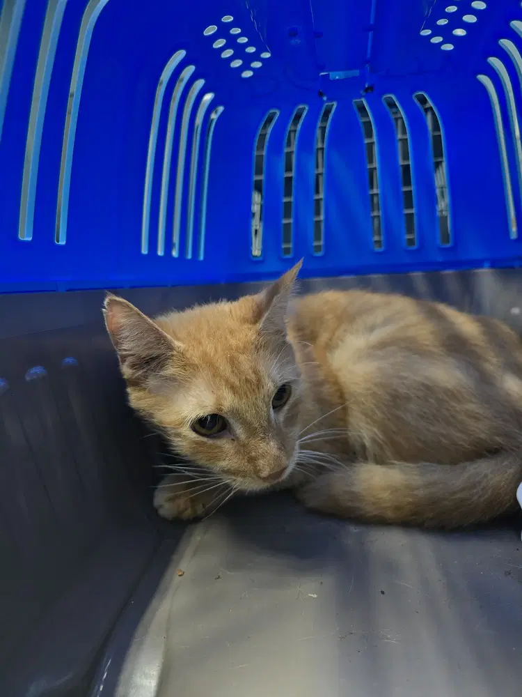 Wolverine Oscar - Domestic Short Hair