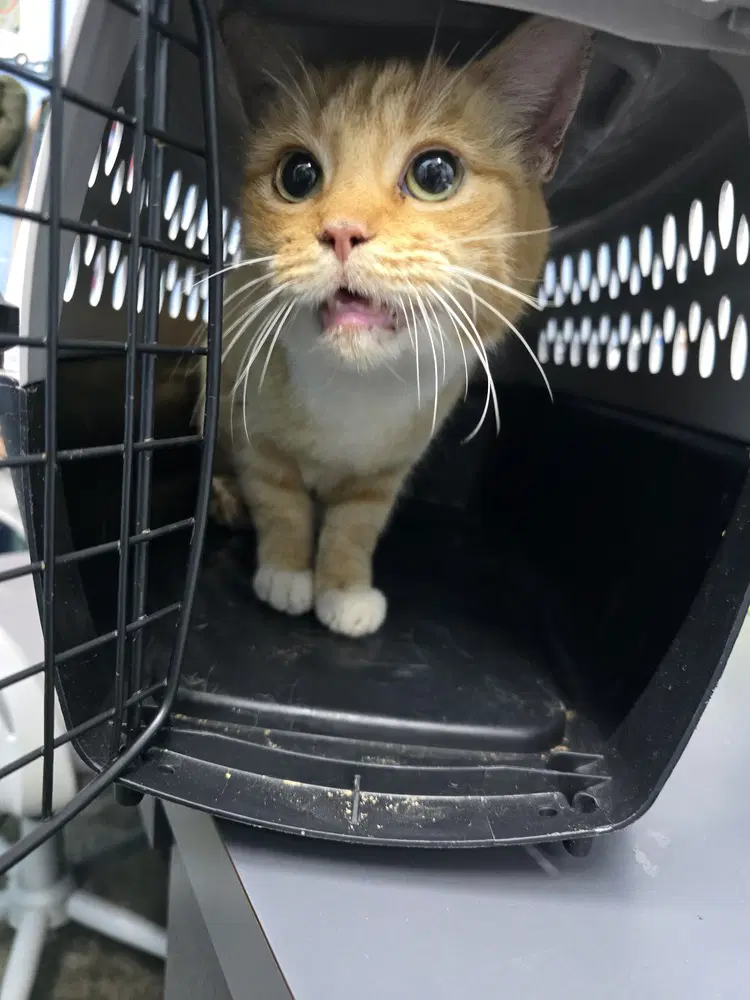 Sweet Potato - Domestic Short Hair