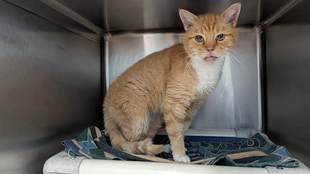 Sweet Potato - Domestic Short Hair