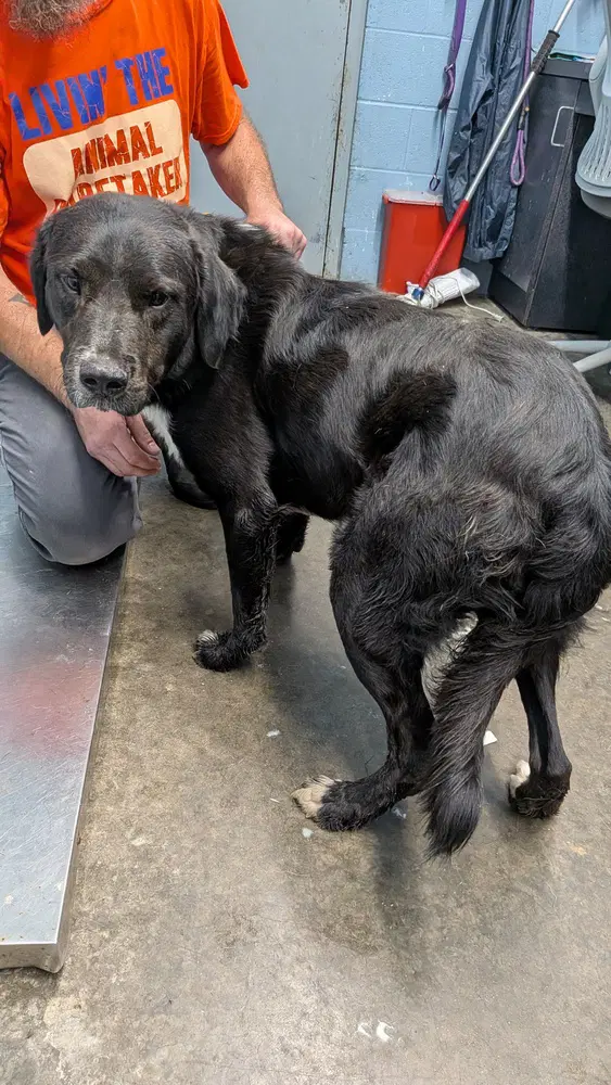 Slim - Retriever