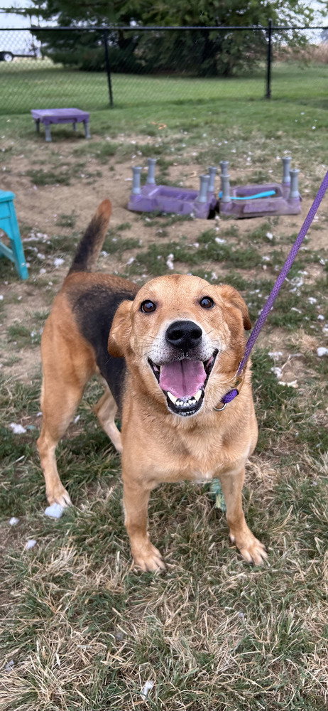 Kiowa, a dog for adoption from It Takes A Village No-Kill Rescue