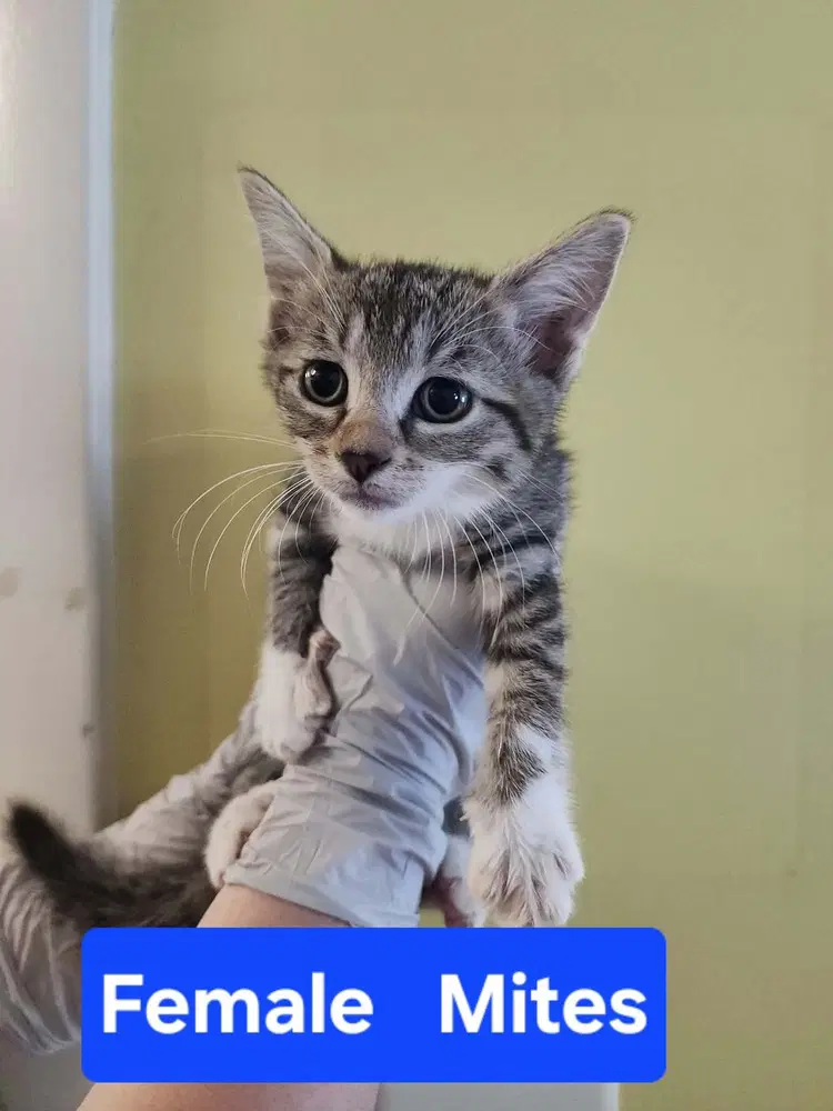 Mites - Domestic Short Hair