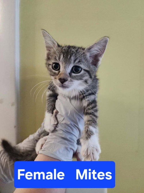 Mites, a cat for adoption from It Takes A Village No-Kill Rescue