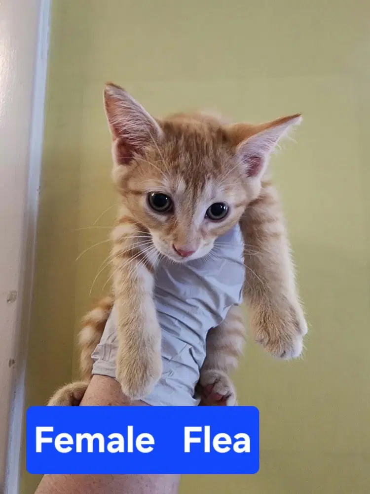 Flea - Domestic Short Hair