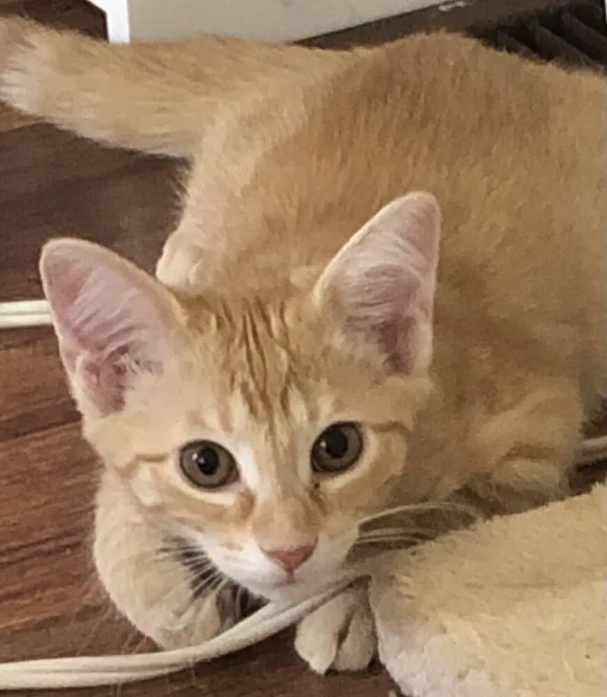 Flea - Domestic Short Hair