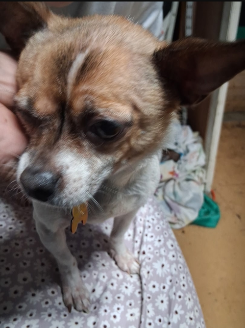 Phoebe, a dog for adoption from It Takes A Village No-Kill Rescue