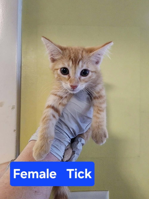 Tick, a cat for adoption from It Takes A Village No-Kill Rescue