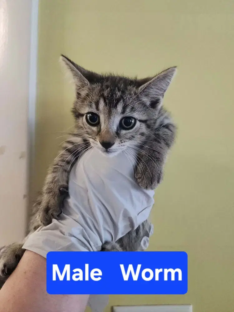 Worm - Domestic Short Hair