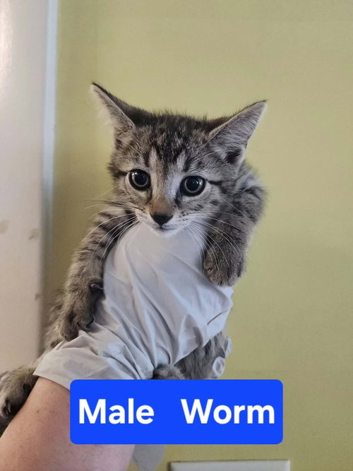 Worm, a cat for adoption from It Takes A Village No-Kill Rescue