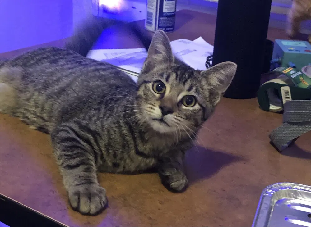 Worm - Domestic Short Hair