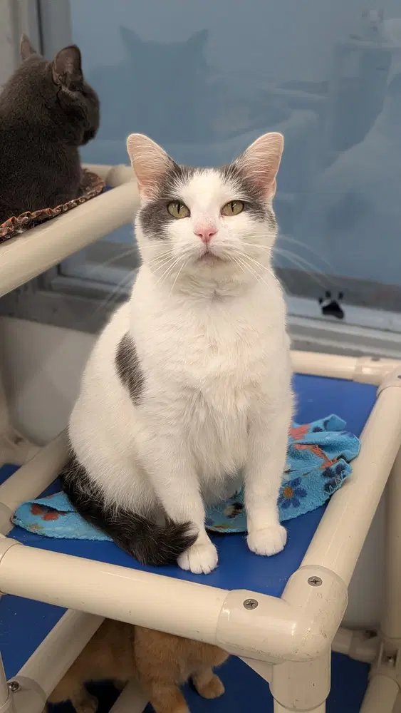 Suzie - Domestic Short Hair