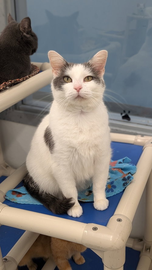 Suzie, a cat for adoption from It Takes A Village No-Kill Rescue