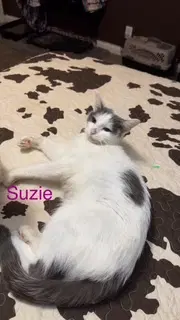 Suzie image 3