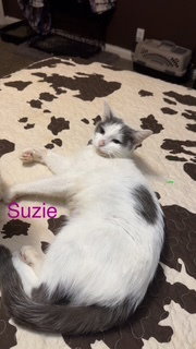 Photo 3 of Suzie