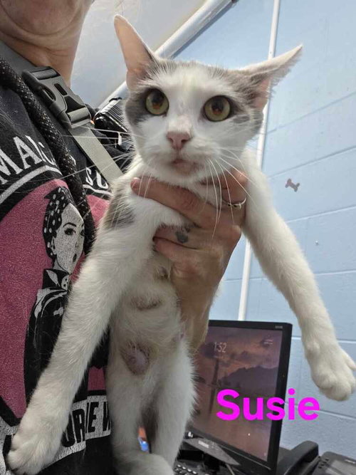Photo 4 of Suzie