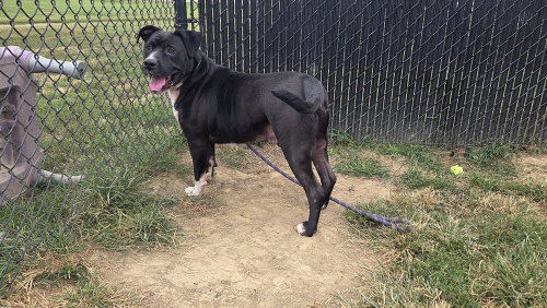 Bane Alexander, a dog for adoption from It Takes A Village No-Kill Rescue