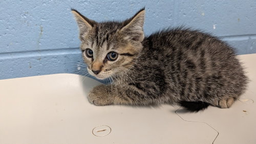 Chex, a cat for adoption from It Takes A Village No-Kill Rescue