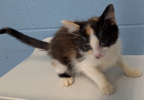 Bonnibel, a cat for adoption from It Takes A Village No-Kill Rescue