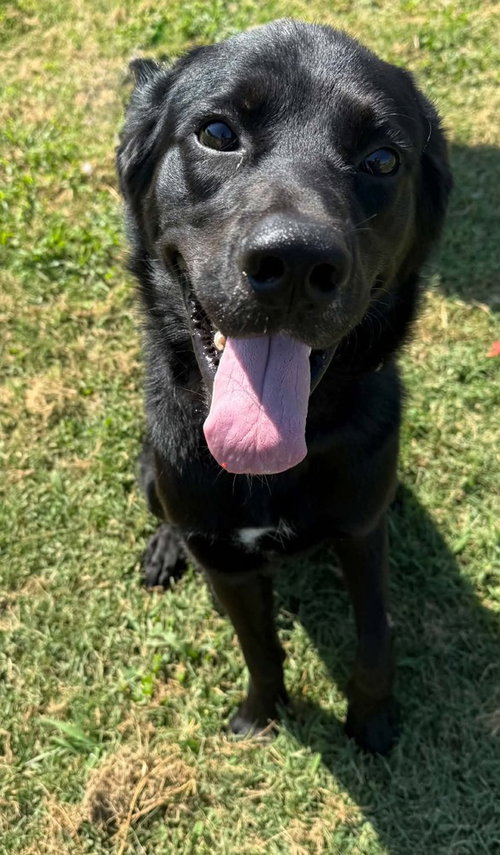 Rook, Labrador Retriever / Mixed