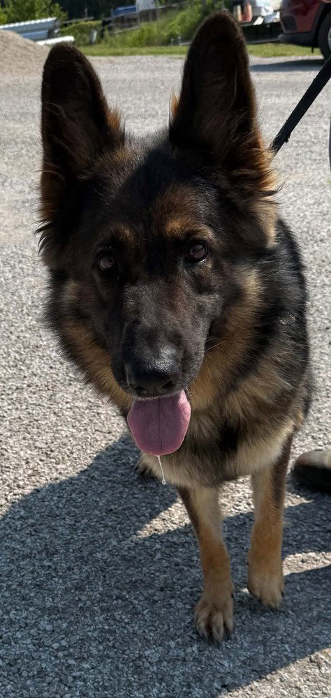 Heidi, a dog for adoption from It Takes A Village No-Kill Rescue