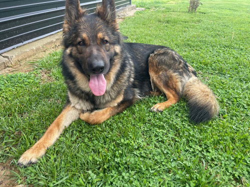 Heidi, German Shepherd Dog