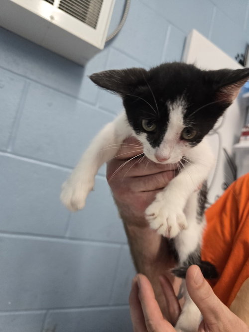 Ying Yang, a cat for adoption from It Takes A Village No-Kill Rescue