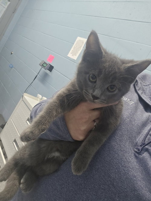 Loki, a cat for adoption from It Takes A Village No-Kill Rescue