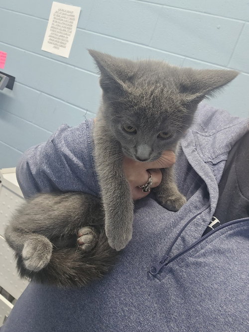 Lyla, a cat for adoption from It Takes A Village No-Kill Rescue