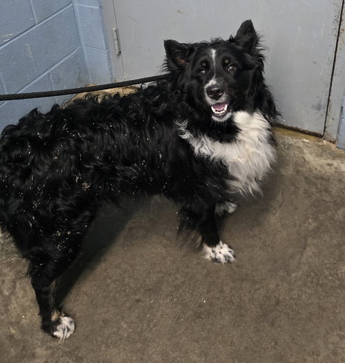 Remington (Bear), a dog for adoption from It Takes A Village No-Kill Rescue