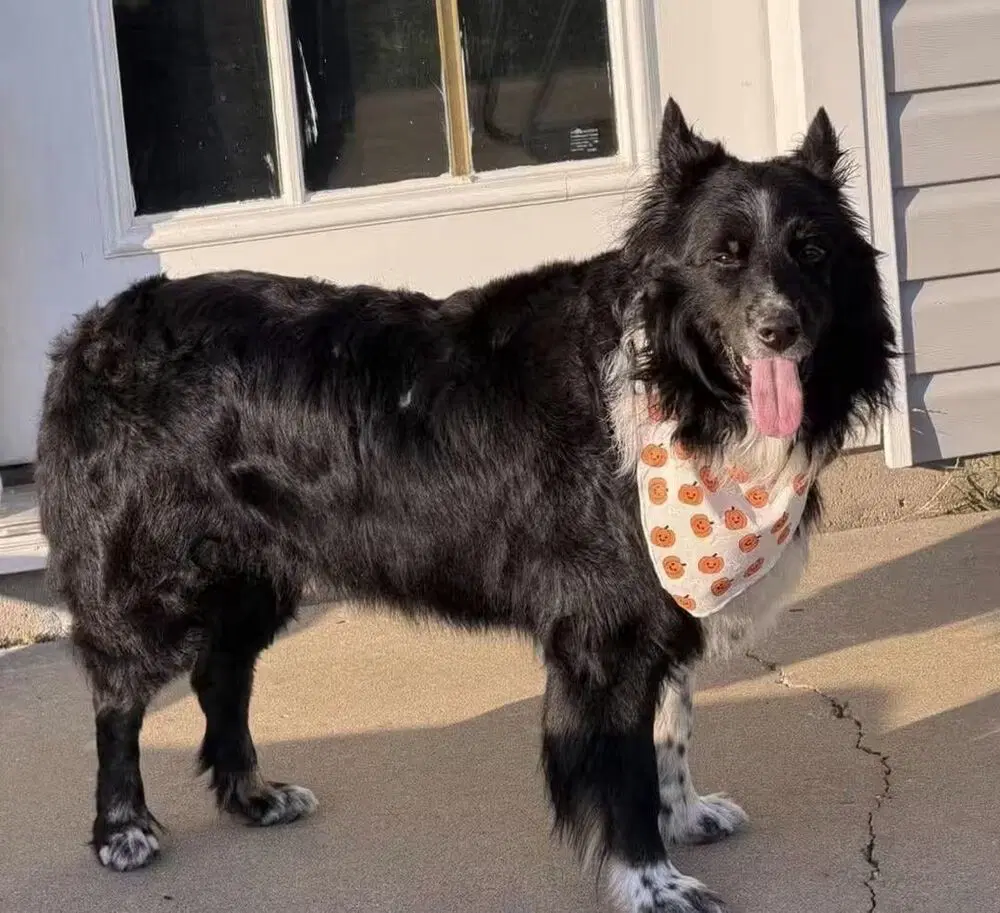 Remington Bear - Collie