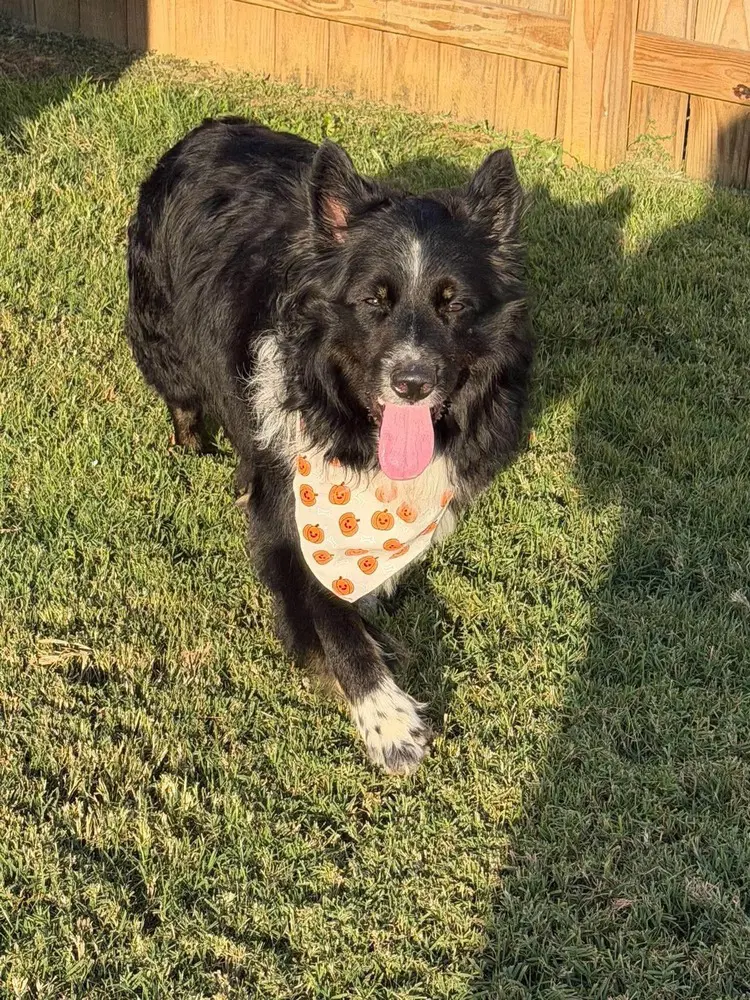 Remington Bear image 2