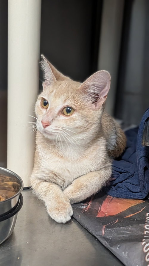 Machu Picchu, a cat for adoption from It Takes A Village No-Kill Rescue
