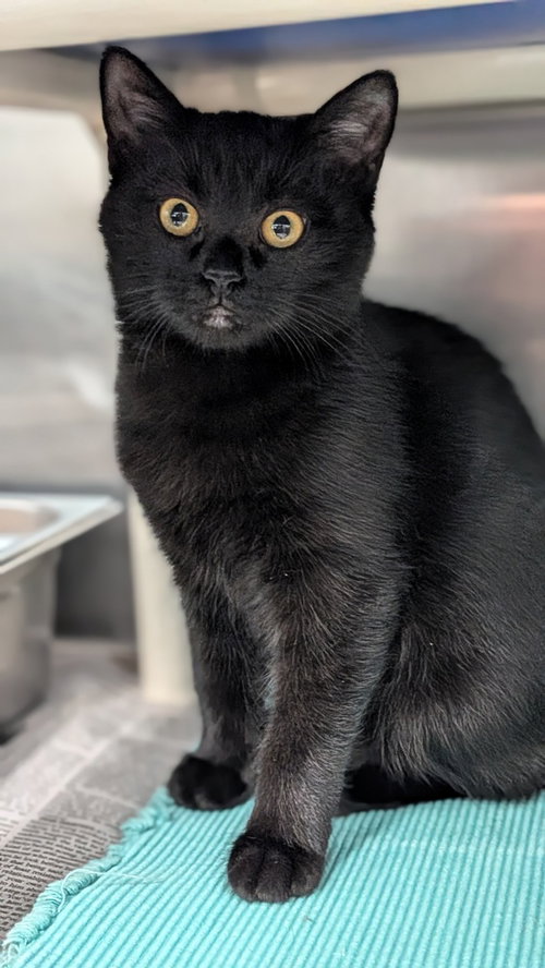 Phaedra, a cat for adoption from It Takes A Village No-Kill Rescue