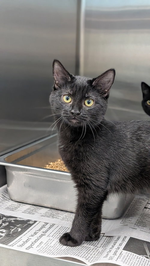 Persis, a cat for adoption from It Takes A Village No-Kill Rescue