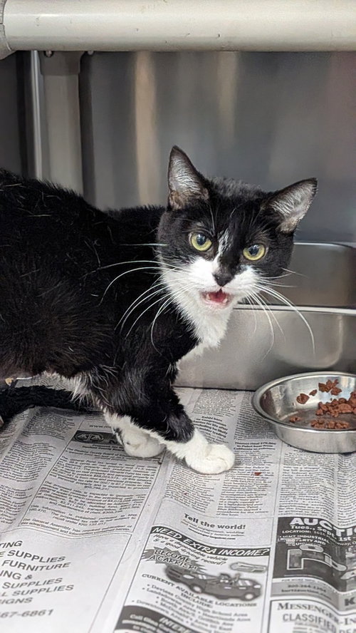 Padma, a cat for adoption from It Takes A Village No-Kill Rescue