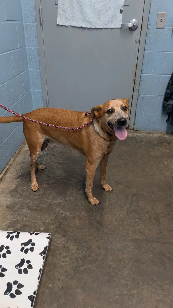 Pete - Cattle Dog