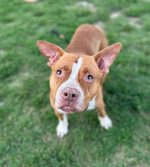 Diesel, a dog for adoption from It Takes A Village No-Kill Rescue