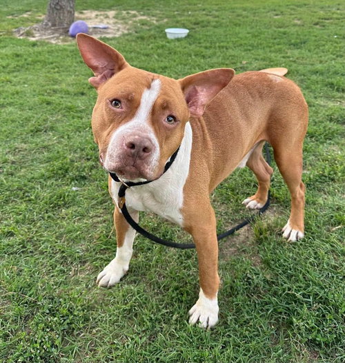 Photo 4 of Diesel
