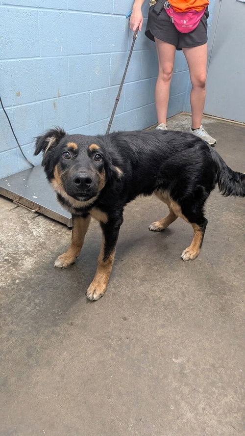 Minnie, a dog for adoption from It Takes A Village No-Kill Rescue