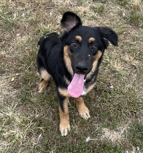 Minnie, Australian Shepherd